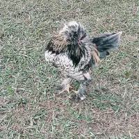 مرغ و خروس زینتی سلطان لهستانی|حیوانات مزرعه|گوراب زرمیخ, |دیوار