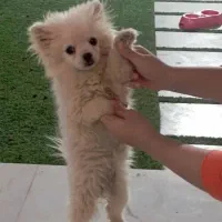 پامرانین روباهی به فروش میرسد|سگ|تربت جام, میان جام|دیوار