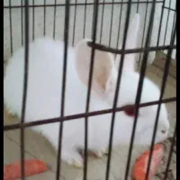 خرگوش چشم قرمز