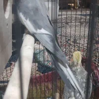 پرنده