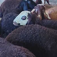 بره نر|حیوانات مزرعه|سنندج, |دیوار