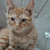 ۲ماه نیم بصورت رایگان