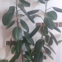 گل اپارتمانی