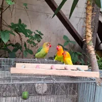طوطی