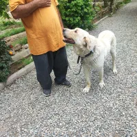 سگ میکس سراب پژدر