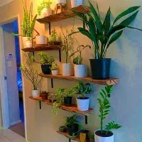 به قیمت تولیدی وشرایطی|گل و گیاه طبیعی|یزد, |دیوار