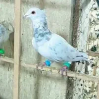 ماده‌سار‌کاکلی