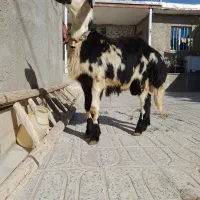 بره قوچ پوست گاوی|حیوانات مزرعه|بروجرد, |دیوار