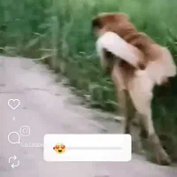 سگ گمشده|سگ|کوهنانی, |دیوار