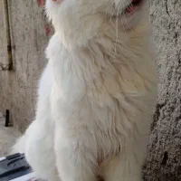 گربه پرشین