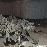 مرغ خروس گلین