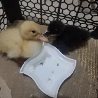 دوعددجوجه اردک