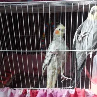 عروس هلندی نروماده