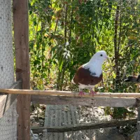 کبوتر