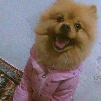 سگ پامر خرسی