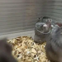 همستر|موش و خرگوش|قم, شهدا|دیوار