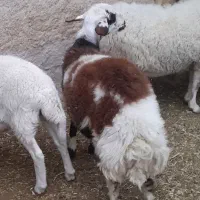 بره افشاری|حیوانات مزرعه|اردکان, |دیوار