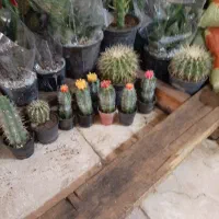 فروش تعدادی کاکتوس