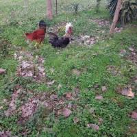 خروس لهستانی و خروس اصلاح شده گلپایگانی|حیوانات مزرعه|رشت, گلسار|دیوار