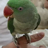 شاه طوطی(اسکندر) و عروس هلندی