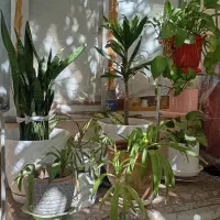 گل طبیعی|گل و گیاه طبیعی|پاکدشت, پاکدشت (مامازند)|دیوار