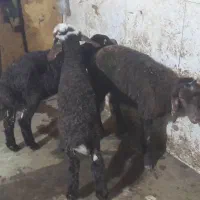 بره افشار۳راس معاوضه باگوشی هم دارم قیمت ۲۵