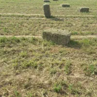 فروش یونجه چین چهارم