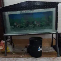 آکواریوم شیشه ۱۰ میل|ماهی|اهواز, ملاشیه|دیوار