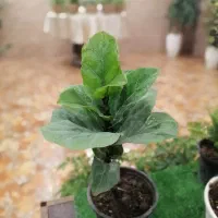 پک ویژه 6عددی با قیمت فقط یک گل|گل و گیاه طبیعی|تهران, الهیه|دیوار