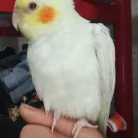 عروس پاریس ماده زعفرانی