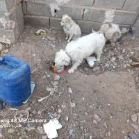 سگ پاکوتاه|سگ|فسا, |دیوار