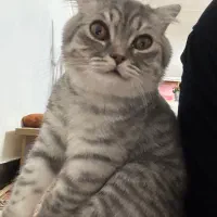 بریتیش ۶ماهه