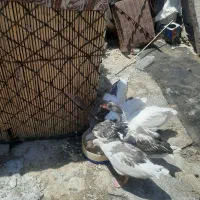 حیوانات خانگی