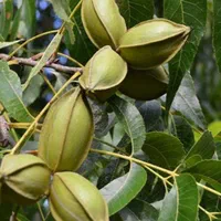 نهال گردوپکان گرمسیری مغزپرچرب یزدوجنوب میوه میده