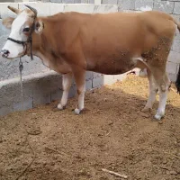 گاو سمینتال شیری با گوساله