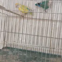 طوطی برزیلی|پرنده|کرمانشاه, |دیوار