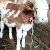 گاو و گوساله|حیوانات مزرعه|سیلوانه, |دیوار