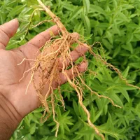 فروش به لیمو و استویا. زوفا .. مرزنجوش