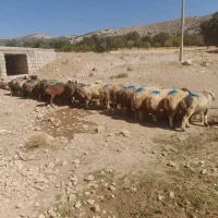 میش|حیوانات مزرعه|شیراز, تلخ داش|دیوار