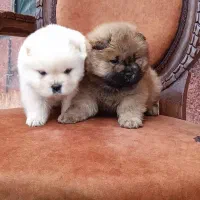 چاوچاو سفید و پرتغالی