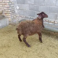 میش و بره جوان و بره نر کیلویی|حیوانات مزرعه|خمین, |دیوار