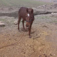 یک عدد کره اسب در باغ‌ملک