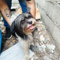 سگ پیدا شده|حیوانات|رشت, کاکتوس|دیوار