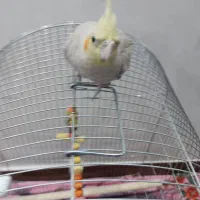 عروس هلندی نژاد خاکستری ماده تازه بالغ|پرنده|دورود, |دیوار