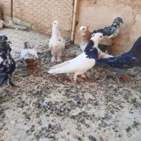 کبوتر ی جایی|پرنده|قم, ناصردیوان|دیوار