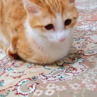 گربه گم شده
