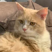 گربه نر عقیم شده