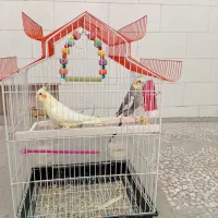 عروس هلندی همراه با قفس