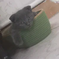 بچه گربه اسکاتیش