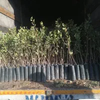 پسته درشت ریشه پر نهال و بوته پسته